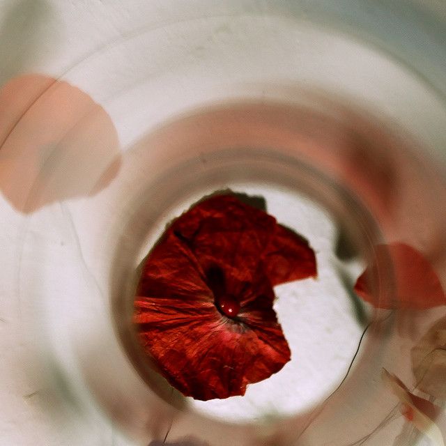 "Liebst du um Liebe" - KOSCHKA